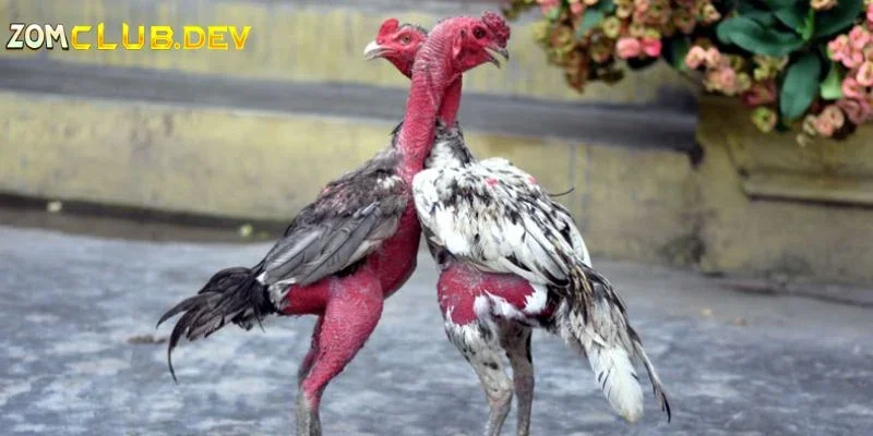 Giới thiệu đá gà đòn