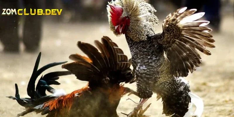 Đa dạng các hình thức đá gà hấp dẫn và kịch tính