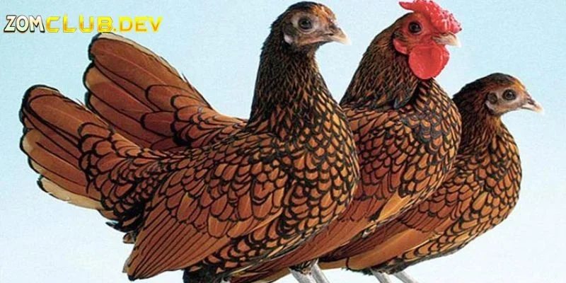 Giới thiệu gà vảy cá